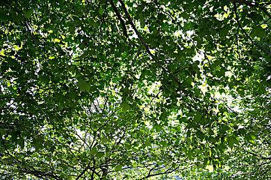 天美新作《怪物猎人：旅人》官网上线 免费游玩包含内购