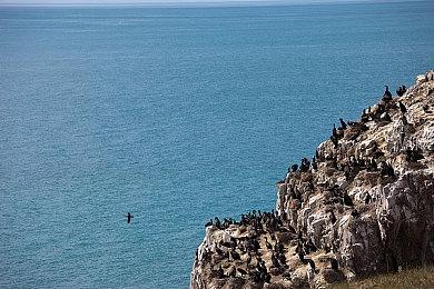 TGA2022：《狂野之心》公布最新预告”强大的怪兽“